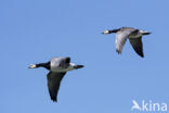 Barnacle Goose (Branta leucopsis)