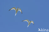 Little Tern (Sterna albifrons)