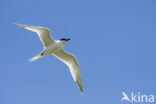 Sandwich Tern (Sterna sandvicensis)