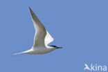 Sandwich Tern (Sterna sandvicensis)