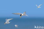 Little Tern (Sterna albifrons)