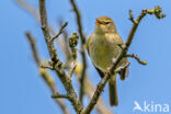 Tjiftjaf (Phylloscopus collybita)