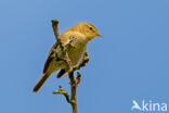 Tjiftjaf (Phylloscopus collybita)