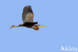 Purple Heron (Ardea purpurea)