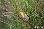 Little Bittern (Ixobrychus minutus)