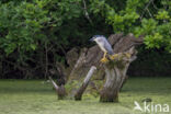 Kwak (Nycticorax nycticorax)