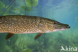 Northern Pike (Esox lucius)