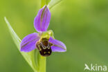 Bee Orchid (Ophrys apifera)