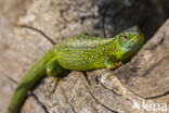 Western Green Lizard (Lacerta bilineata)