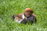 Red-crested Pochard (Netta rufina)