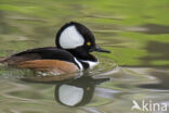 Hooded Merganser (Lophodytes cucullatus)