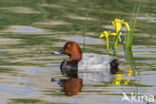 Pochard (Aythya ferina)