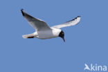 Black-headed Gull (Larus ridibundus)