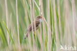 Kleine Karekiet (Acrocephalus scirpaceus)