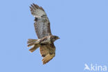 Buizerd (Buteo buteo)