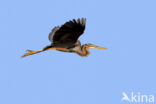 Purple Heron (Ardea purpurea)