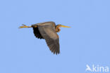 Purple Heron (Ardea purpurea)