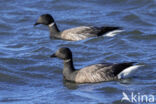 Brent Goose (Branta bernicla)