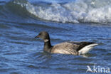 Brent Goose (Branta bernicla)