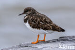Ruddy Turnstone (Arenaria interpres)