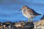 Purple Sandpiper (Calidris maritima)