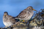 Purple Sandpiper (Calidris maritima)