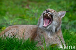 Eurasian Lynx (Lynx lynx)