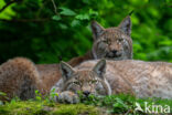 Eurasian Lynx (Lynx lynx)