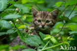 Wildcat (Felis silvestris)