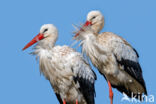 Ooievaar (Ciconia ciconia)