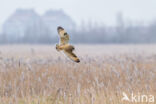 Short-eared Owl (Asio flammeus)