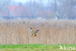 Short-eared Owl (Asio flammeus)