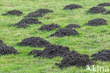Mole (Talpa europaea)