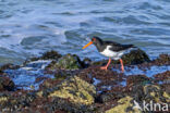 Oystercatcher (Haematopus ostralegus)