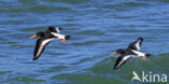Oystercatcher (Haematopus ostralegus)