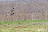 Short-eared Owl (Asio flammeus)