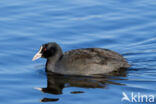 Meerkoet (Fulica atra)