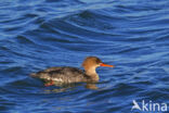 Red-brested Merganser (Mergus serrator)