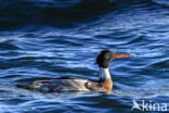 Red-brested Merganser (Mergus serrator)
