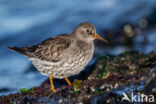 Purple Sandpiper (Calidris maritima)