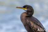 European Shag (Phalacrocorax aristotelis)