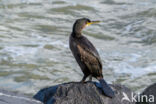 European Shag (Phalacrocorax aristotelis)