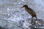 European Shag (Phalacrocorax aristotelis)