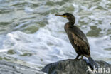 European Shag (Phalacrocorax aristotelis)