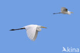 Grote Zilverreiger (Ardea alba)