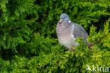 Houtduif (Columba palumbus)