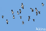 Kievit (Vanellus vanellus)