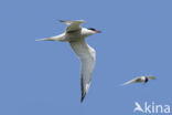 Common Tern (Sterna hirundo)