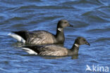 Brent Goose (Branta bernicla)