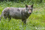 Eurasian wolf (Canis lupus lupus)